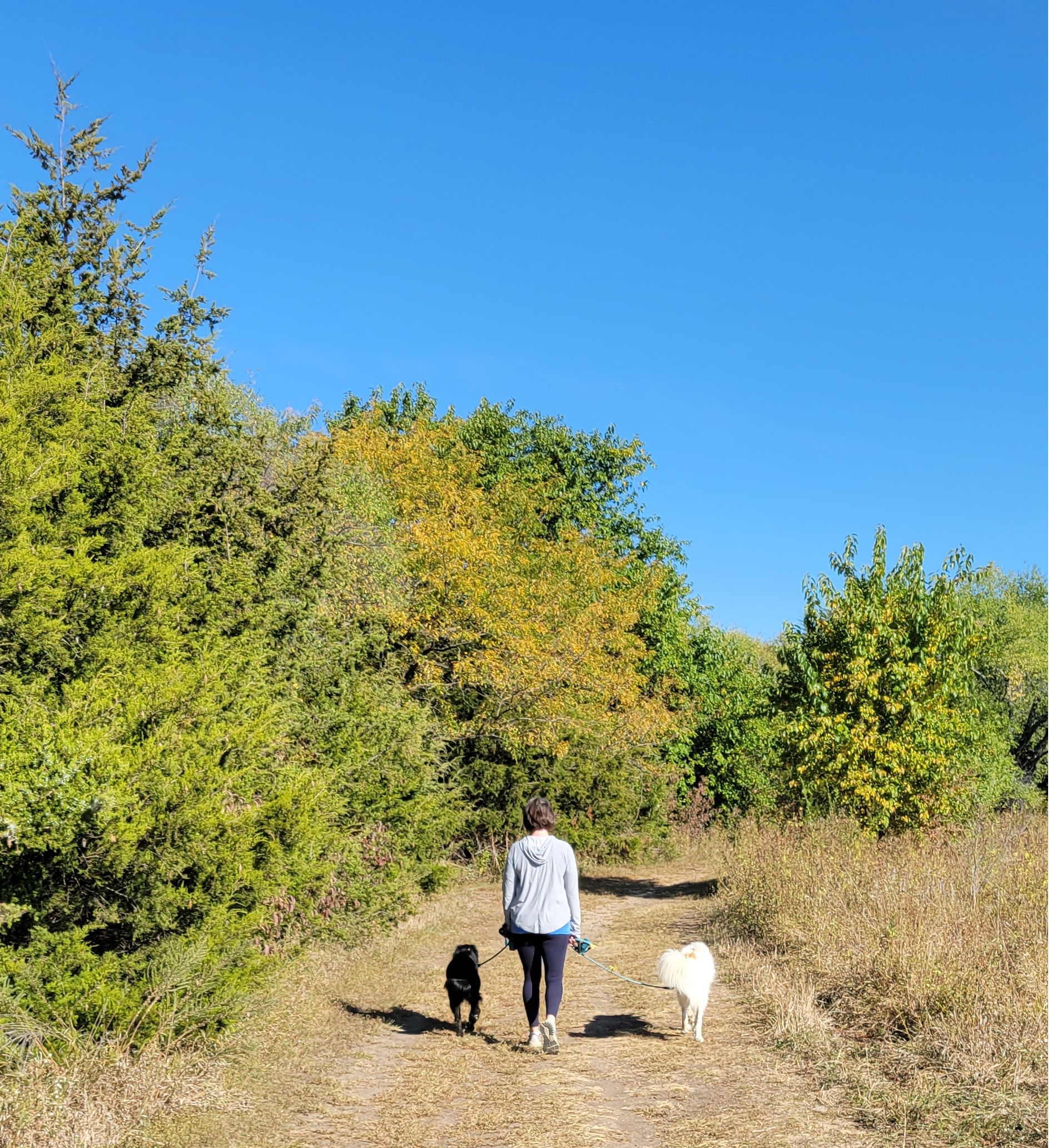 walking dogs